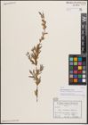 Foto von Salix carmanica Bornm. ex Goerz
